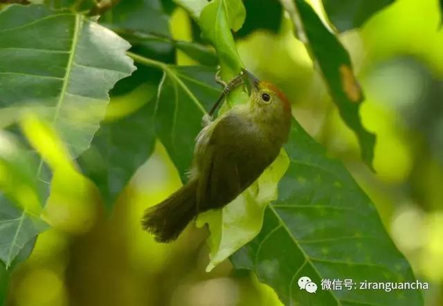 北方“菜鸟”与龙州菜鸟之美丽邂逅