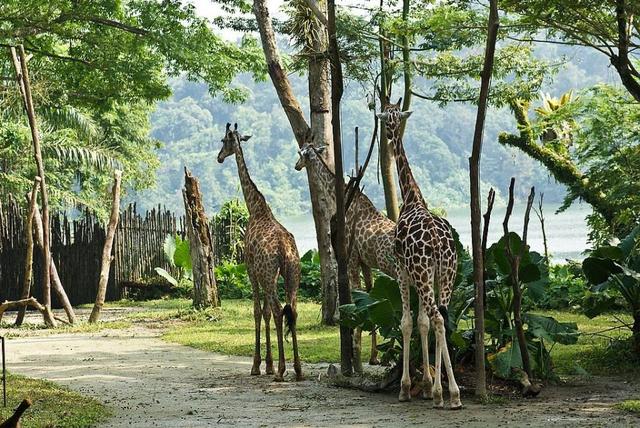 新加坡观赏动物优选地TOP4