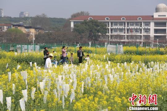 “银发族”成春季错峰游主力 赏花祈福游受热捧