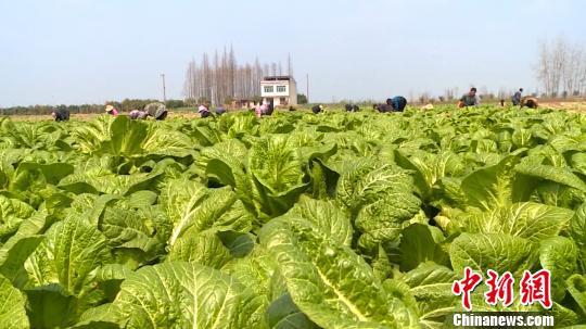 洞庭湖畔芥菜“酸爽”海内外  特色产业助力乡村振兴