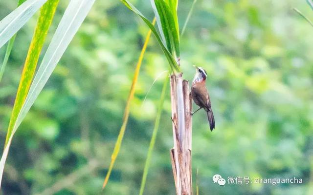 北方“菜鸟”与龙州菜鸟之美丽邂逅