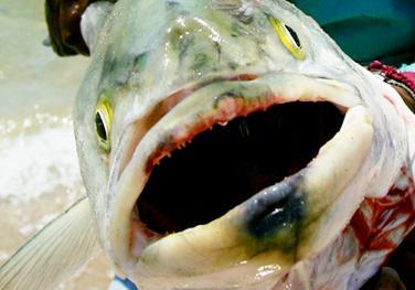 日本福岛近期热点一览丨越南"研修生"被骗至福岛清理核垃圾