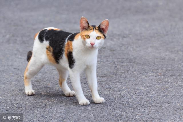 这是猫咪品种史上最全的，你家的什么品种的喵