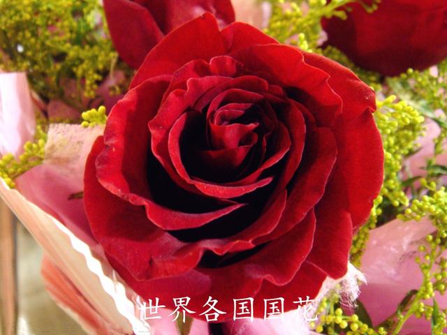 世界各国的国花（2）