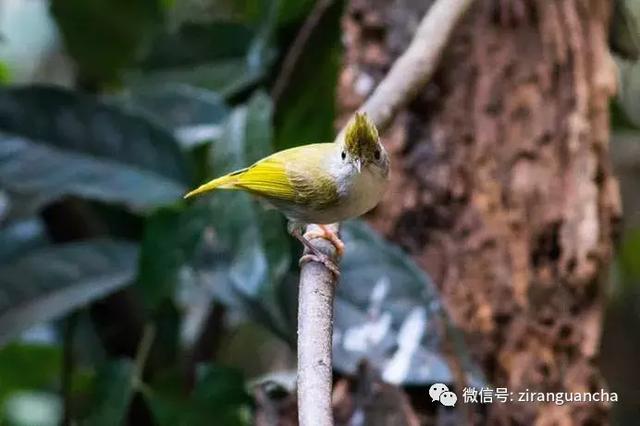 北方“菜鸟”与龙州菜鸟之美丽邂逅