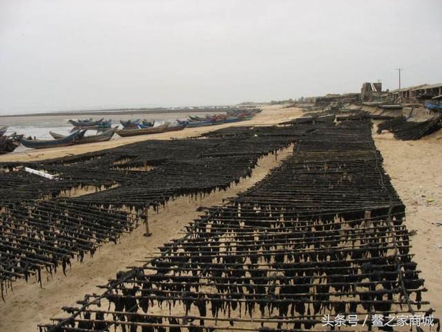 漳州美味特产漳浦特产——六鳌头水紫菜