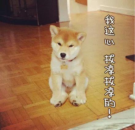 办了狗证都要抓？到底还能不能光明正大养狗了？