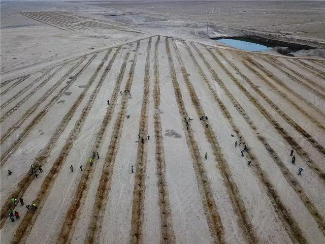 敦煌千亩红柳林背后：一场中国物流业的自我革命