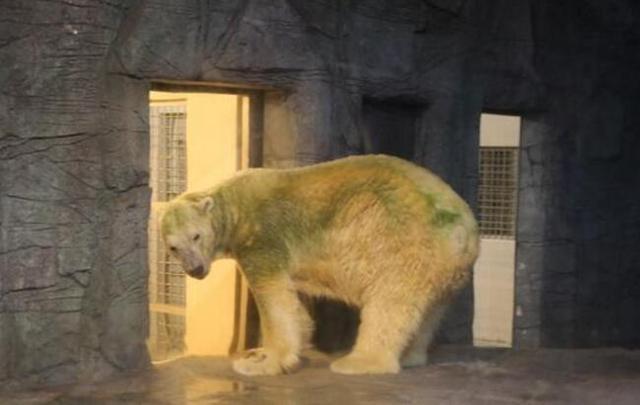 新加坡最后一只北极熊下周三能否跨过“安乐死”！要有遗愿吗？