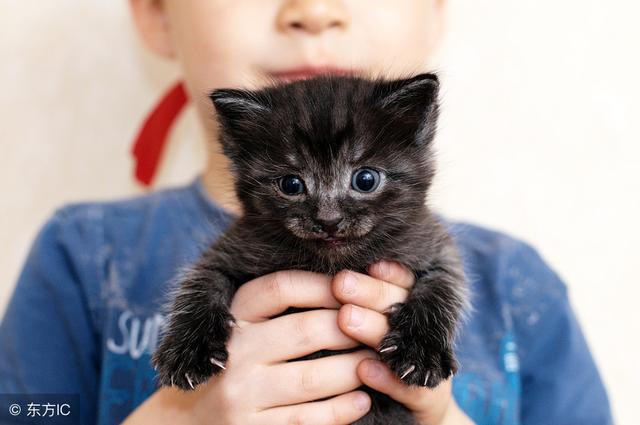 喜欢可爱的小猫咪的来，这有长不大的小猫咪，看完果断养一只