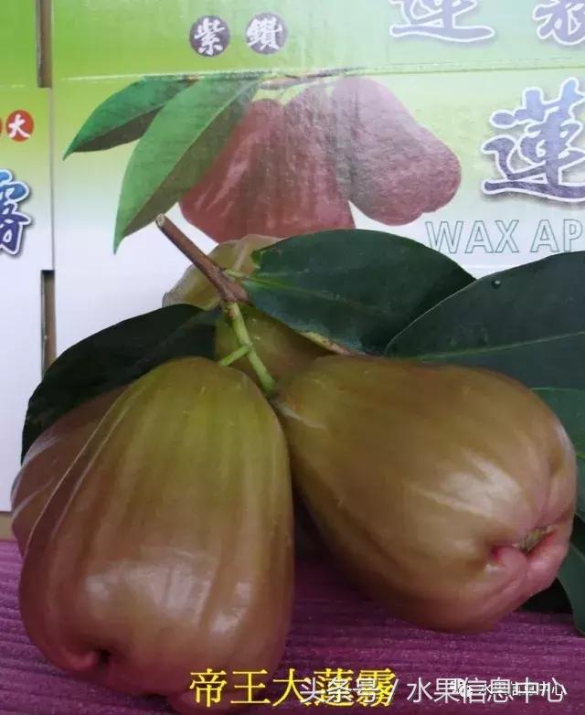 揭秘莲雾最全品种，看看有哪些？