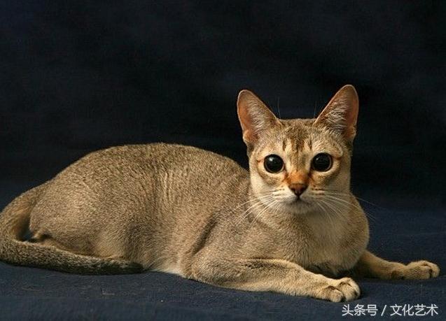 世界上最小的猫——新加坡猫