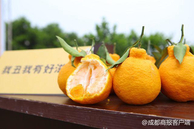 农业CEO掌管6000亩土地 把蒲江丑柑卖到北美去