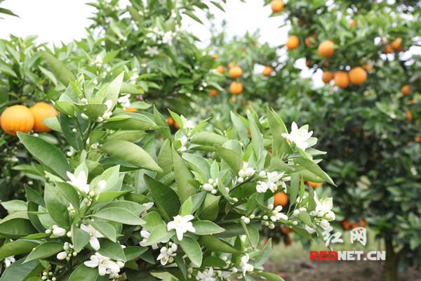 江永：香型农业“花开果硕”