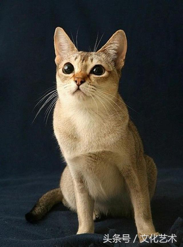 世界上最小的猫——新加坡猫