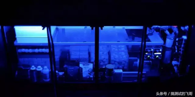 小学生这样养龙？吓死我了！