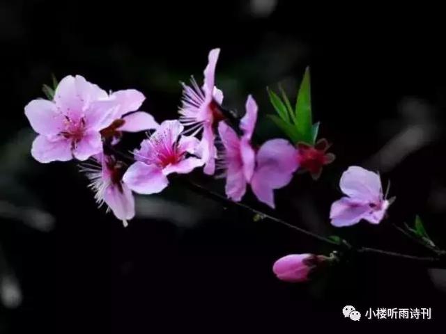 徐中秋：桃园拾韵