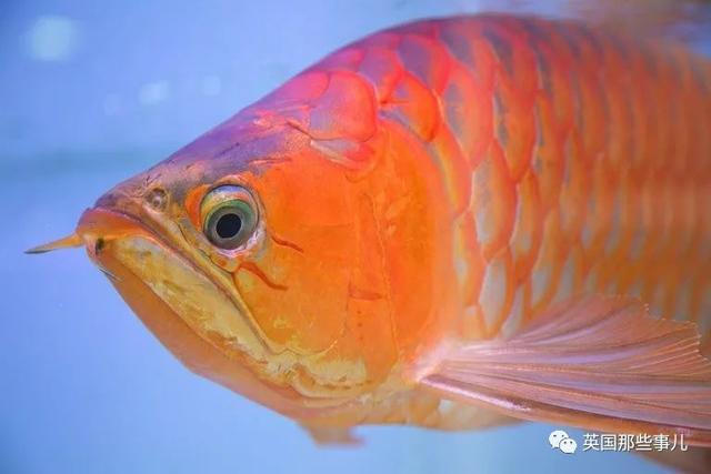 龙鱼：你嫌我丑给我各种整容，还指望我给你转运？
