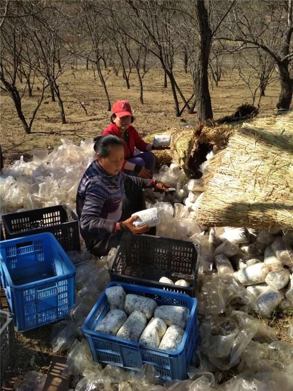 本周日北京近郊游免费游，体验农事，登延寿古寺，品传统酱驴肉