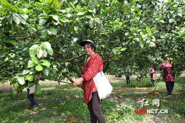 江永：香型农业“花开果硕”