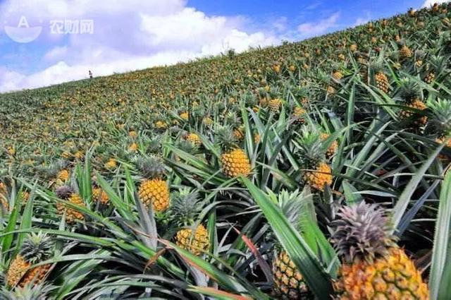 菠萝香飘愚公楼，南中国“金色海浪”卷起千层菠萝香！有一种海叫“菠萝的海”！