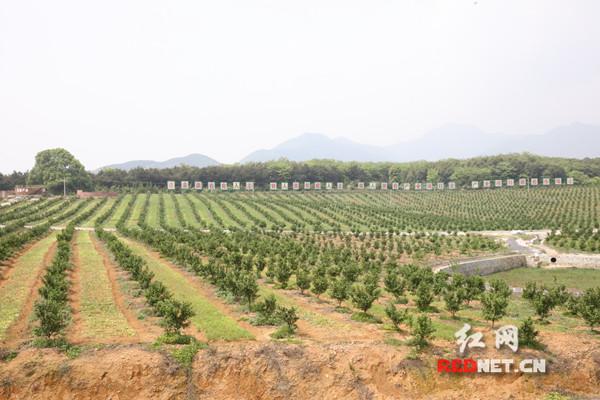 江永：香型农业“花开果硕”