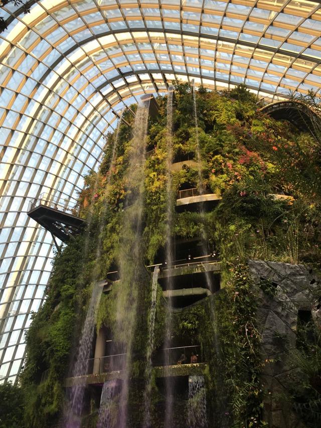 走进新加坡 | 云雾森林植物园