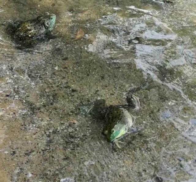 新加坡近百只牛蛙被放生牛蛙，一半当场死亡！