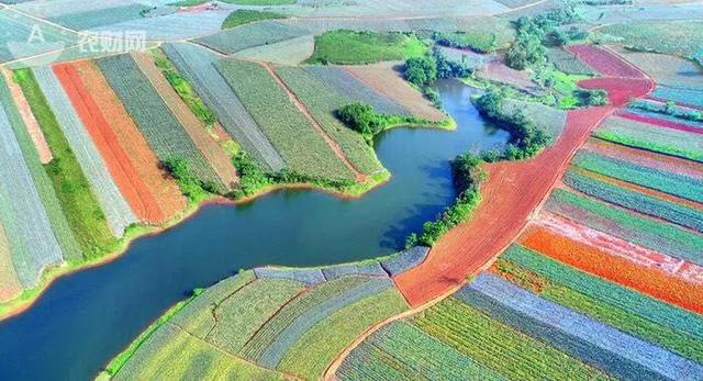 菠萝香飘愚公楼，南中国“金色海浪”卷起千层菠萝香！有一种海叫“菠萝的海”！