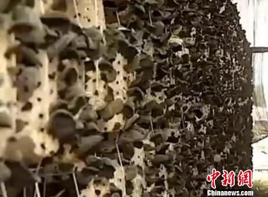 中国北疆“黑木耳”的“国际化”之路