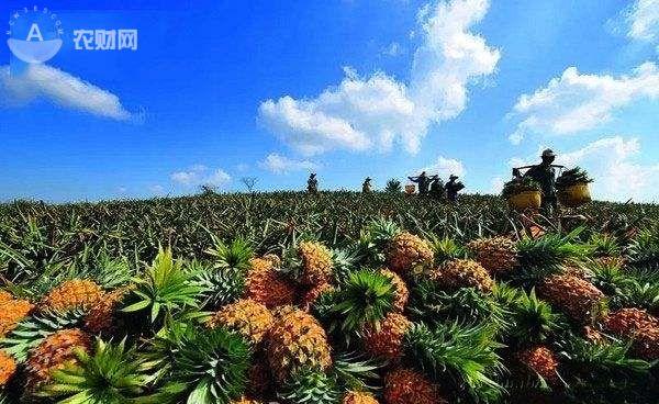 菠萝香飘愚公楼，南中国“金色海浪”卷起千层菠萝香！有一种海叫“菠萝的海”！