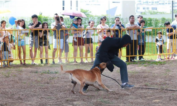新加坡军犬施展“本领”拦截入侵者