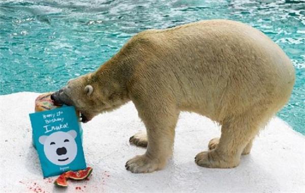 哀悼！世界首只热带北极熊安乐死 出生新加坡享年27岁