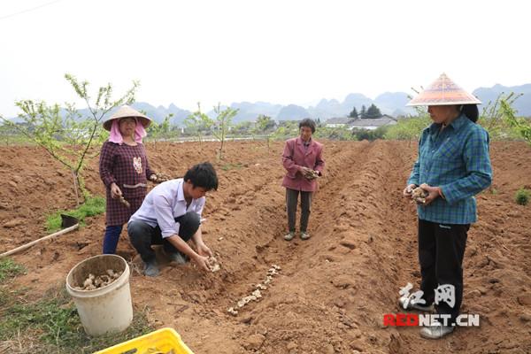 江永：香型农业“花开果硕”