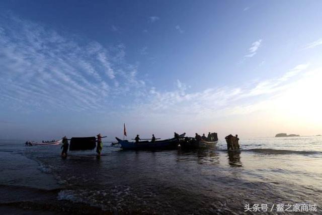 漳州美味特产漳浦特产——六鳌头水紫菜