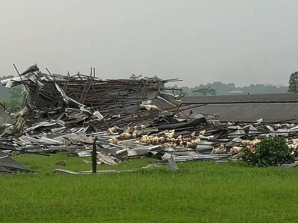 从新加坡暴风中死里逃生的鸡们 最终逃不过人道毁灭