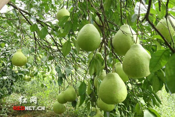 江永：香型农业“花开果硕”
