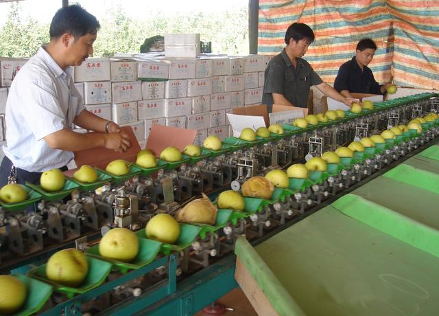 云南泸西：绿色果蔬“走红”卖全国