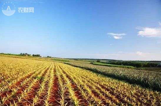 菠萝香飘愚公楼，南中国“金色海浪”卷起千层菠萝香！有一种海叫“菠萝的海”！