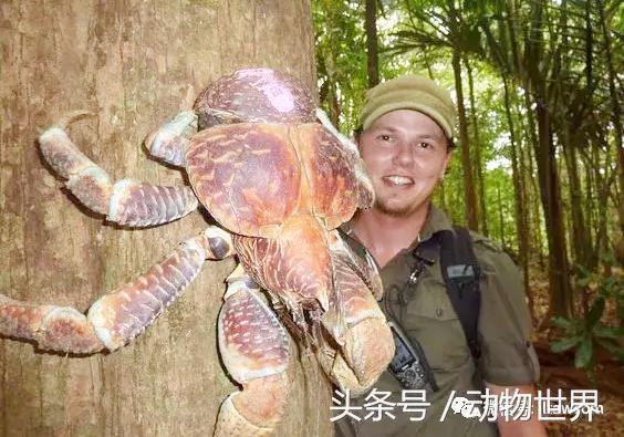 动物世界中各种“最”