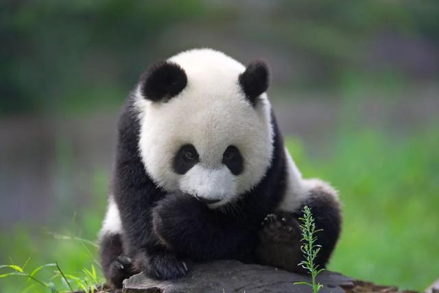 他花26年拍下1万张大熊猫萌照，被当成国礼送给全世界！