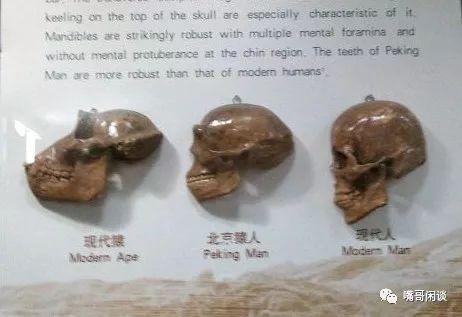 国宝迷踪：北京人头盖骨遗失77年，至今下落不明