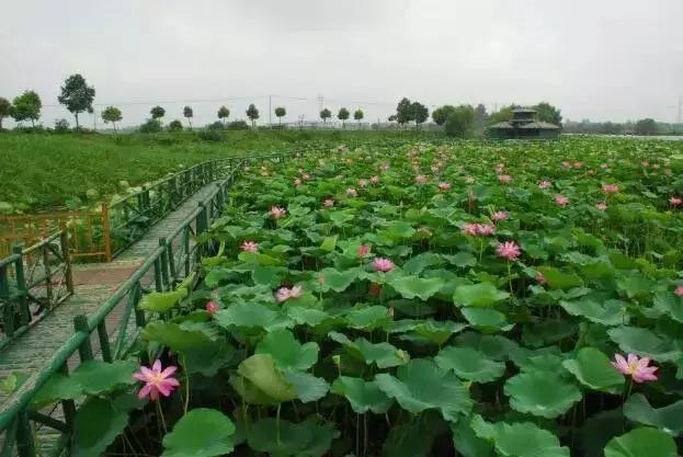 湖北有哪些特色蔬菜品种？特产蔬菜一览