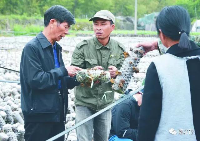 「乡贤助推乡村振兴」叶圣益：乡村产业振兴的七旬“老功臣”