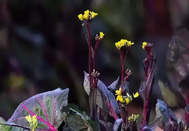 湖北有哪些特色蔬菜品种？特产蔬菜一览
