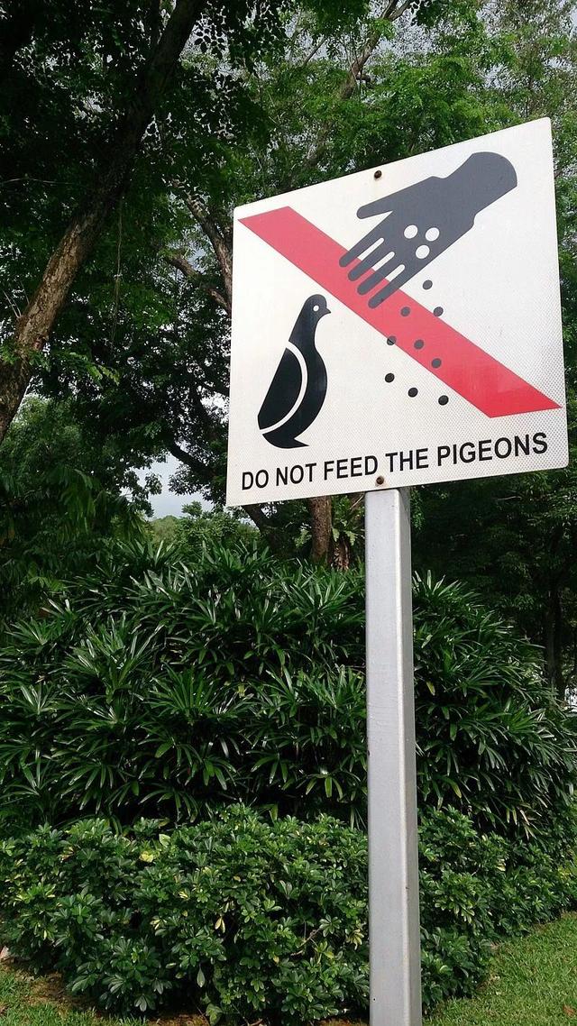 新加坡新法令？楼下喂鸽子将犯法！