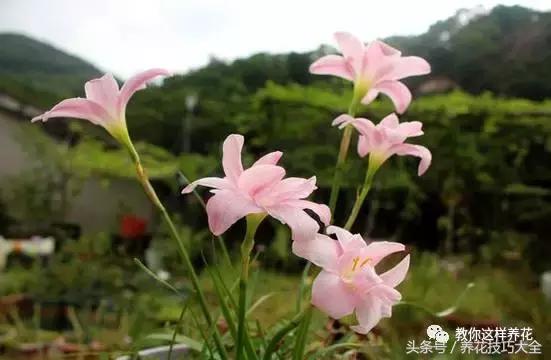 这种花长得像韭菜，一开就是几十朵，漂亮又好养，一棵养爆盆