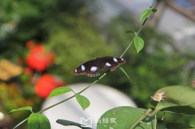 梦想实现的地方，马尔代夫芙拉瓦丽7天5晚蜜月游记