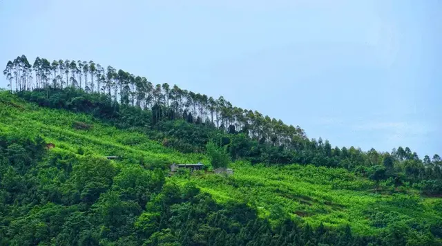 距成都30km的桃源小镇，盛产水果风光各异，周末游超适合！