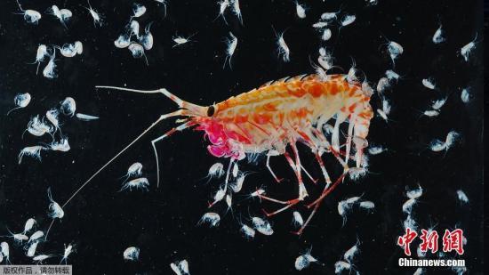 巨型蟑螂、凸眼鱿鱼 科学家在印度洋深海发现新物种